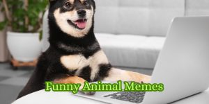 Funny Animal Memes