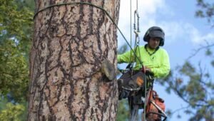 Tree Service in La Grange, IL