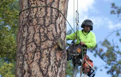 Tree Service in La Grange, IL